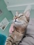 Nala (6)6